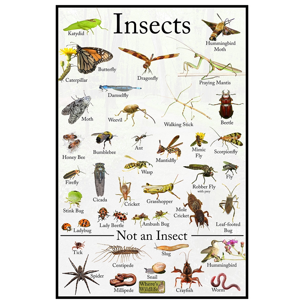 Insects Educational Wildlife Identification Poster