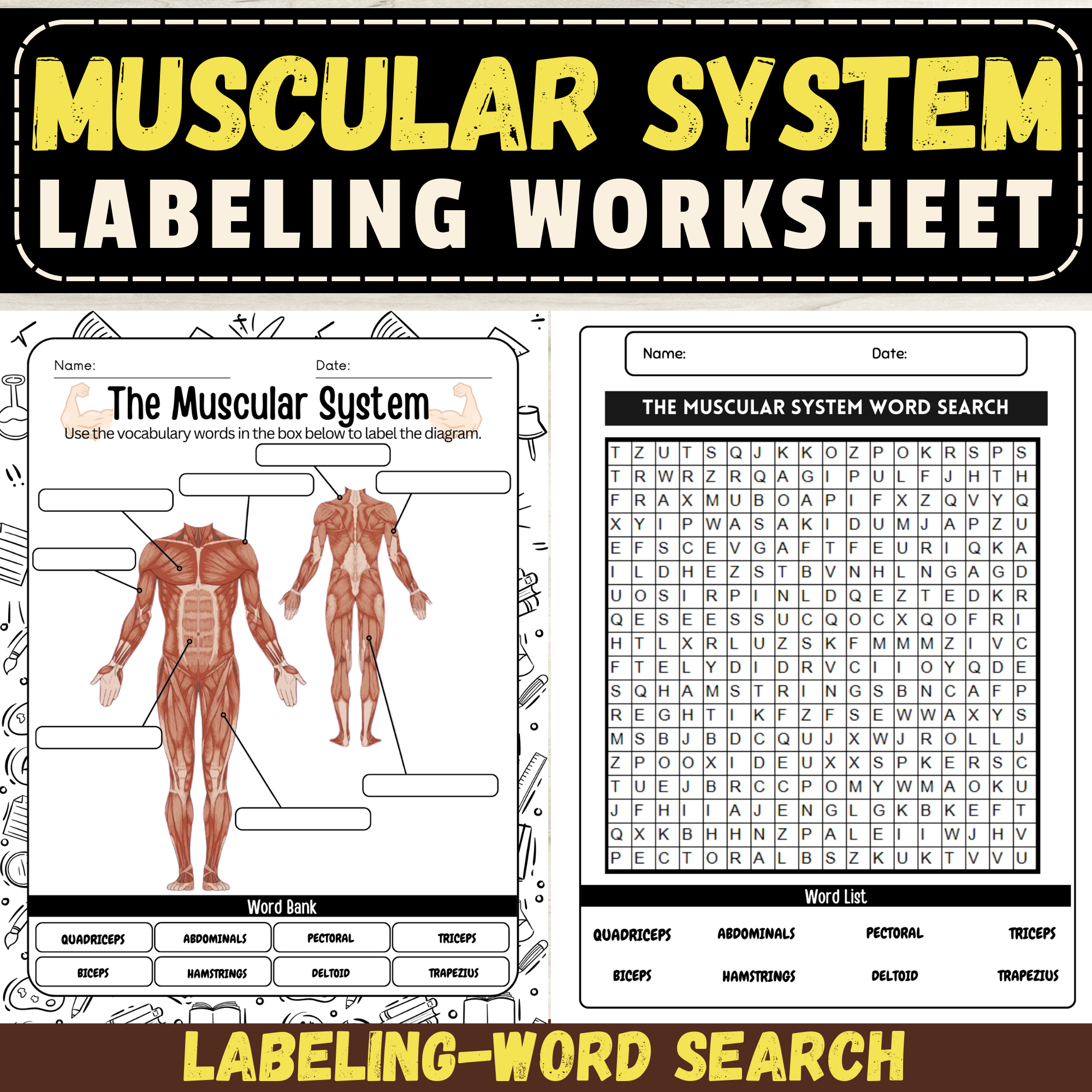 Label The Muscular System Worksheet Human Anatomy Activities Diagram Made By Teachers