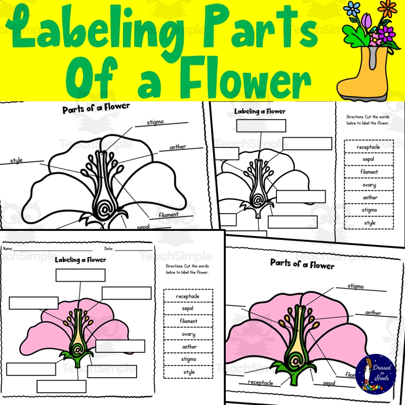 Labeling Parts Of A Flower By Teach Simple Labeling Parts Of A Flower By Teach Simple