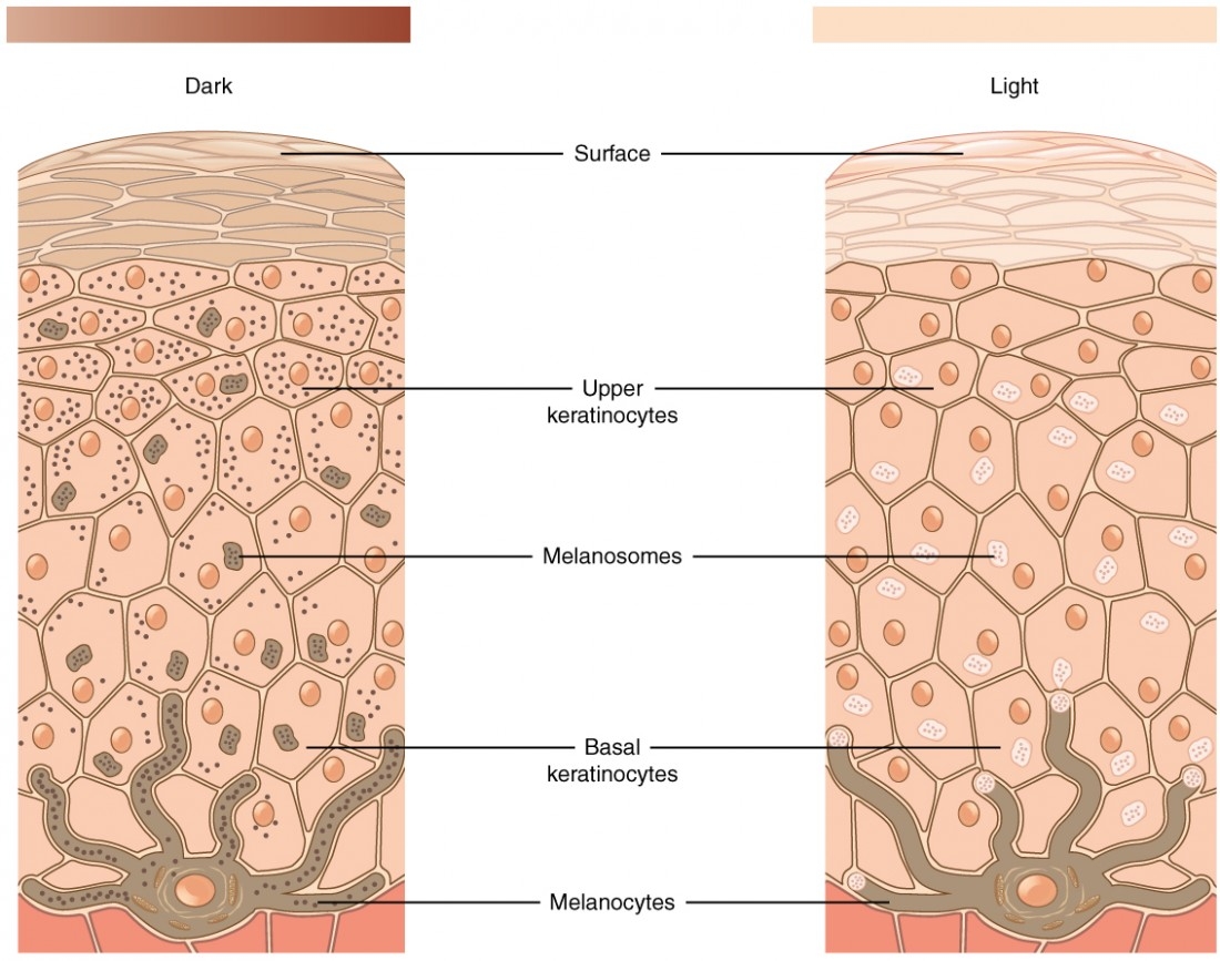 Layers Of The Skin Anatomy And Physiology I Layers Of The Skin Anatomy And Physiology I
