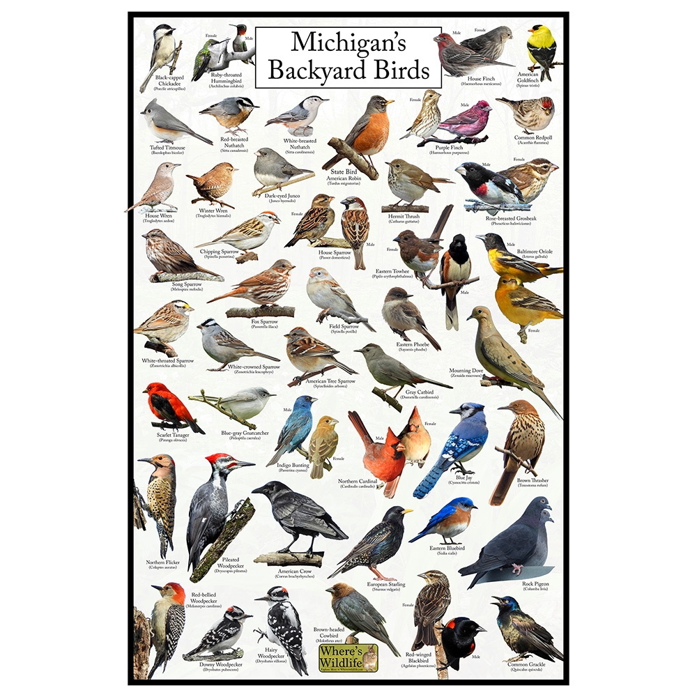 Michigan s Backyard Birds Poster Michigan Bird Chart Highlighting Birds At Your Bird Feeder