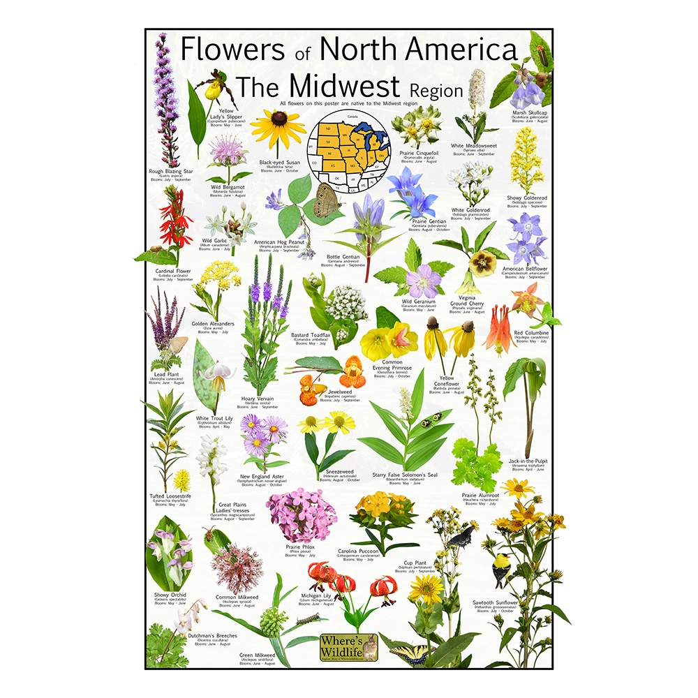 Midwest Wildflower Identification Chart North American Native Plants