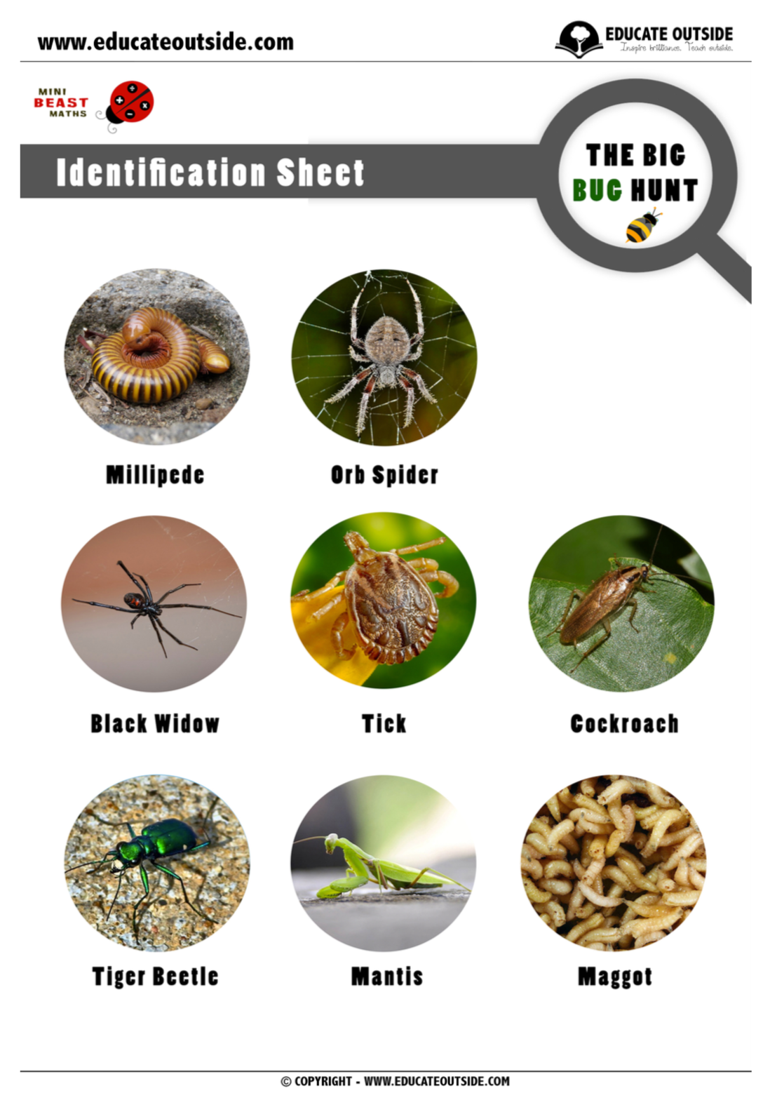 Bug Identification Chart Printable