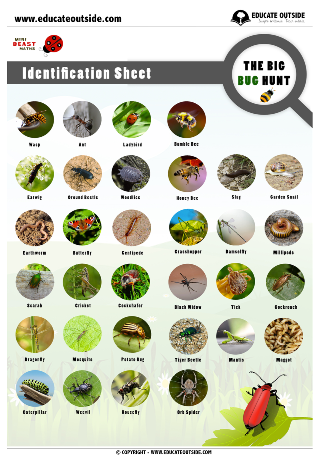 Mini beast Insect Identification Sheets Guide Educate Outside Outdoor Lesson Ideas For Teachers