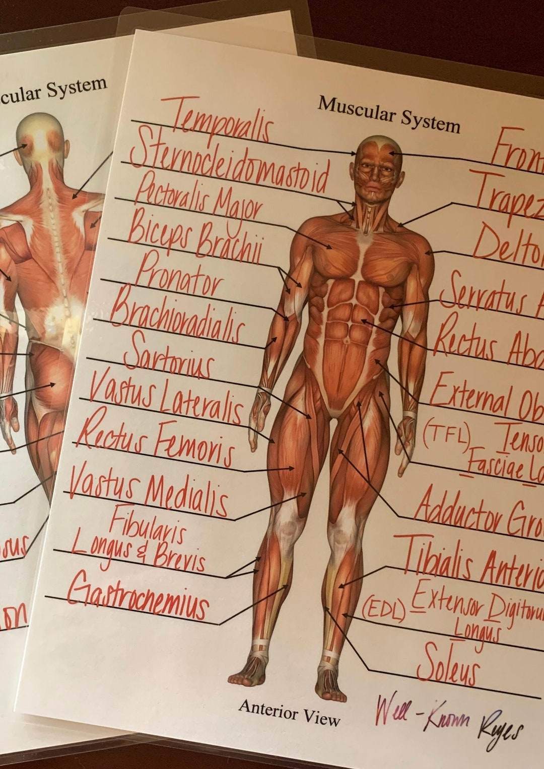 Muscular System Major Muscles Dry Erase Worksheets Practice Worksheets Library
