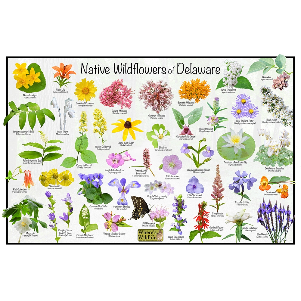 Native Wildflowers Of Delaware Plant Identification Poster