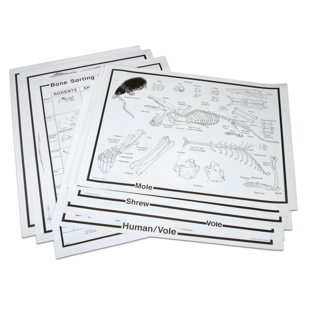 Owl Pellet Chart Set Carolina Biological Supply