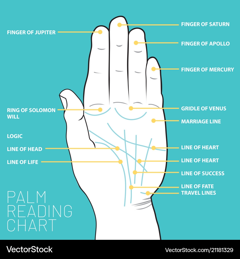 Palm Reading Chart Lines Palmistry Royalty Free Vector VectorStock