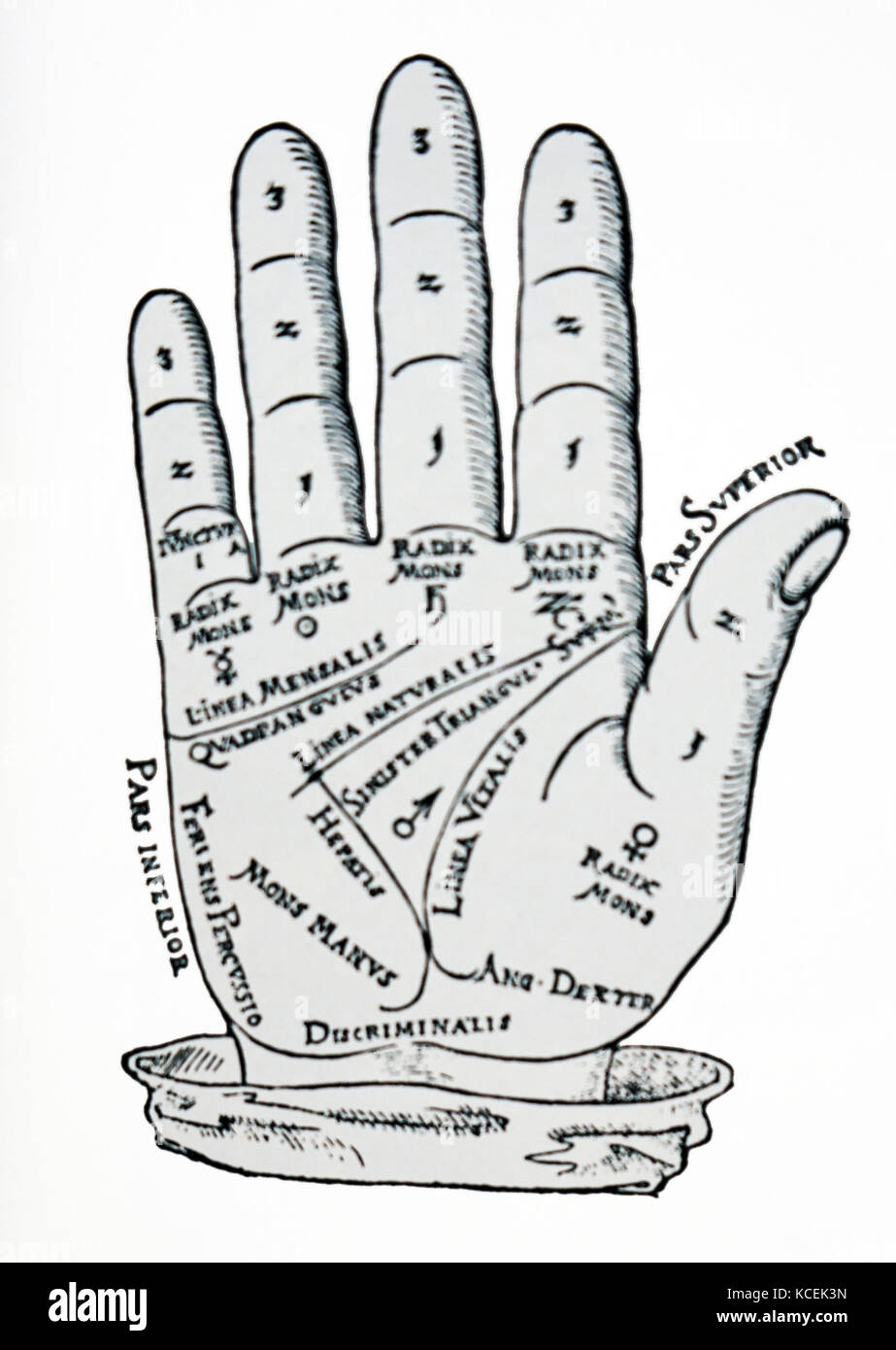Palmistry Chart Hi res Stock Photography And Images Alamy