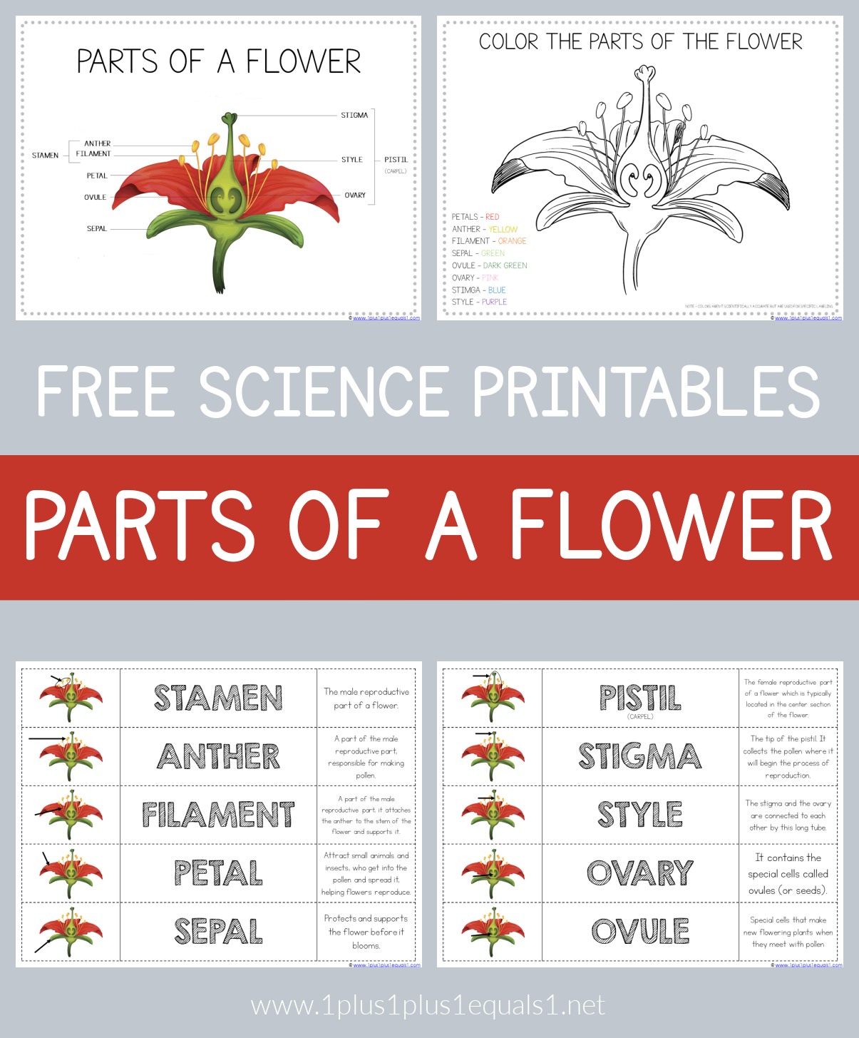 Parts Of A Flower Free Science Printables 1 1 1 1 Parts Of A Flower Free Science Printables 1 1 1 1