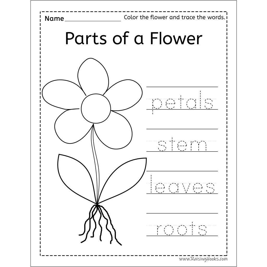 Flower Worksheet Printable