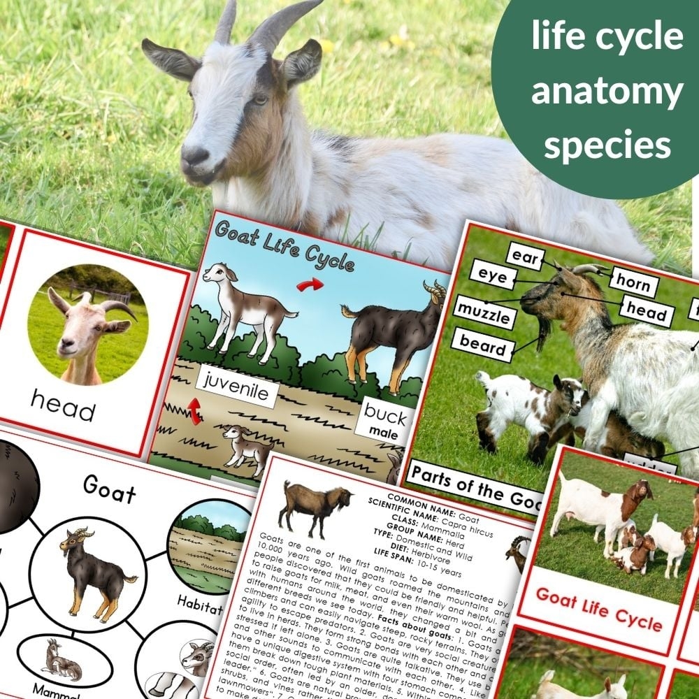 Parts Of A Goat Life Cycle Activities Montessori Nature Parts Of A Goat Life Cycle Activities Montessori Nature