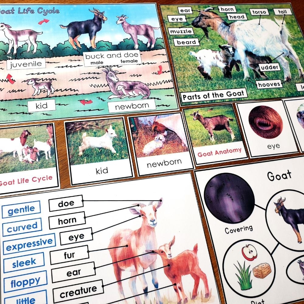 Parts Of A Goat Life Cycle Activities Montessori Nature Parts Of A Goat Life Cycle Activities Montessori Nature