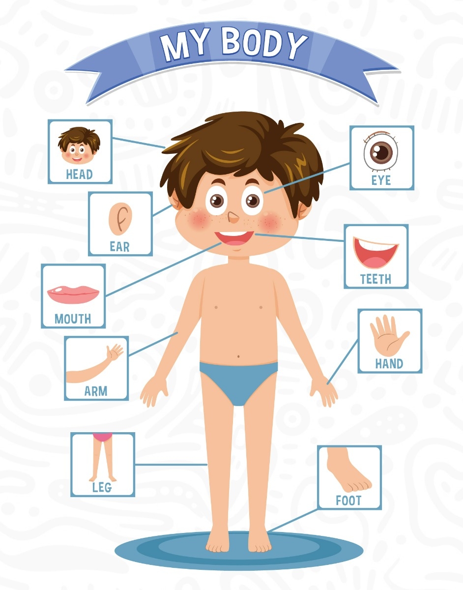 Parts Of The Body Chart Printable Parts Of The Body Chart Printable