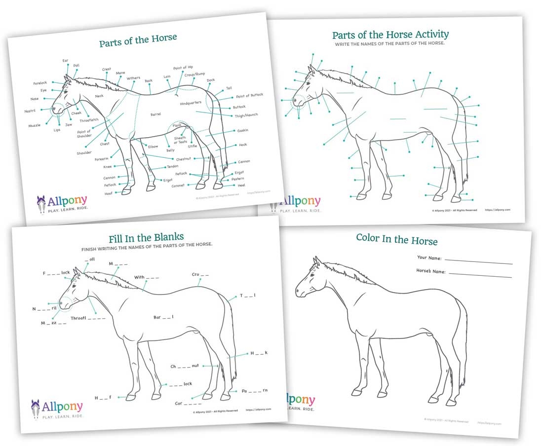Printable Horse Anatomy Chart