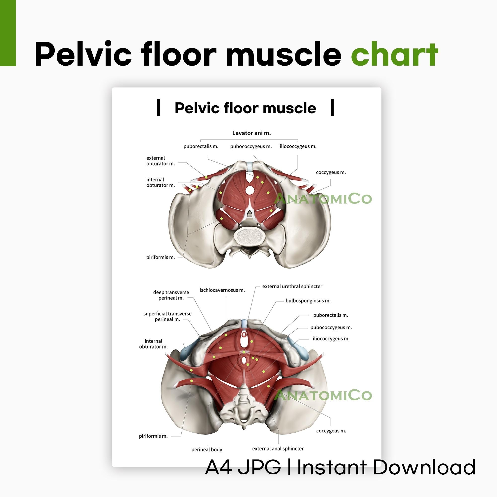Pelvic Floor Muscle Anatomy Chart A4 JPG Printable Poster For Physiotherapy Exercise Medical Study Etsy
