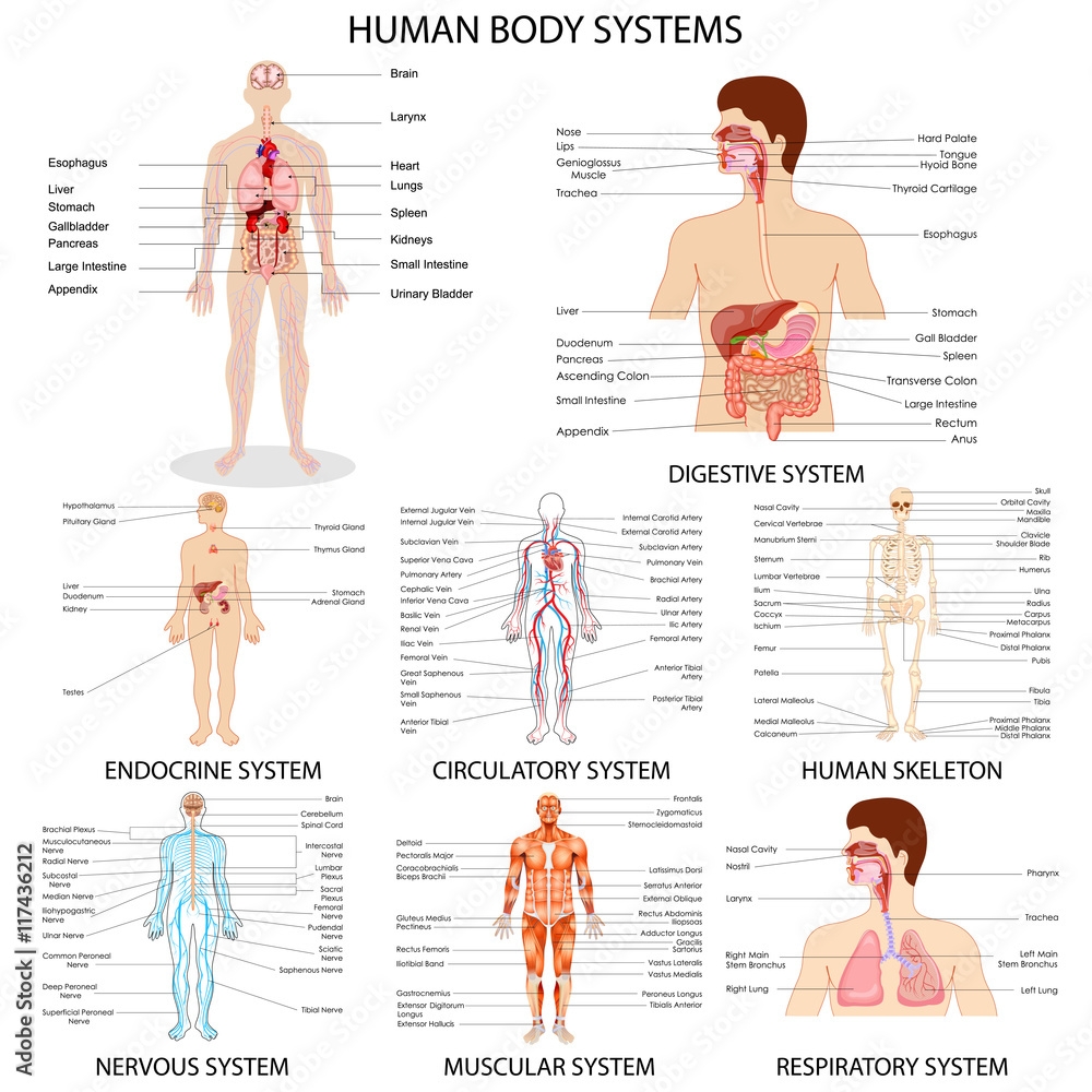 Poster Chart Of Different Human Organ System Wall Art UkPosters Poster Chart Of Different Human Organ System Wall Art UkPosters