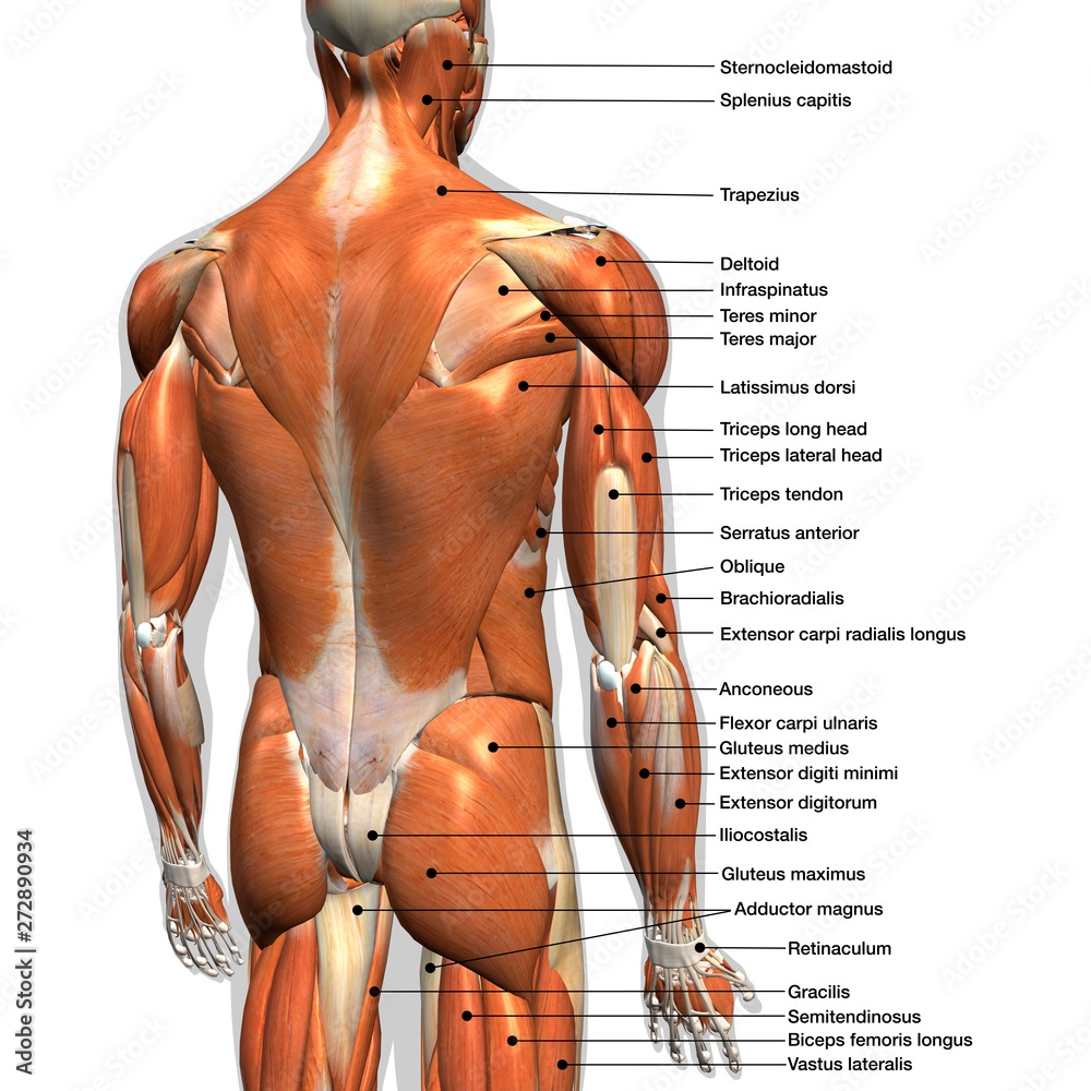 Poster Labeled Anatomy Chart Of Male Back Muscles On White Background Wall Art UkPosters