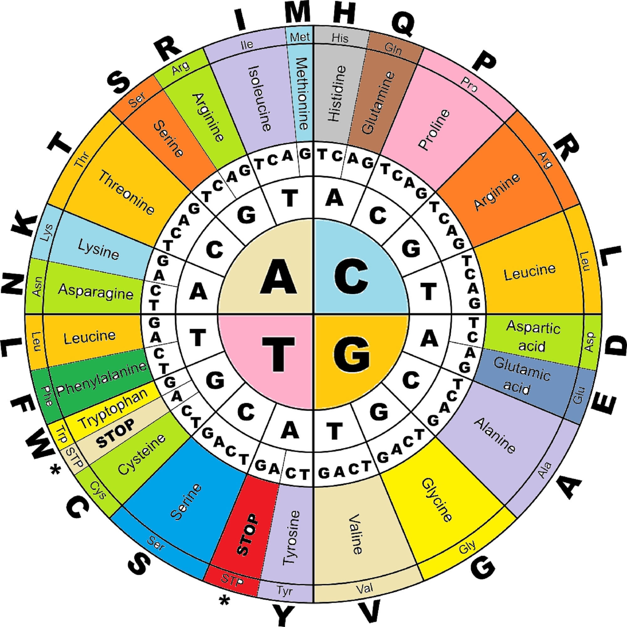 Amino Acid Chart Printable