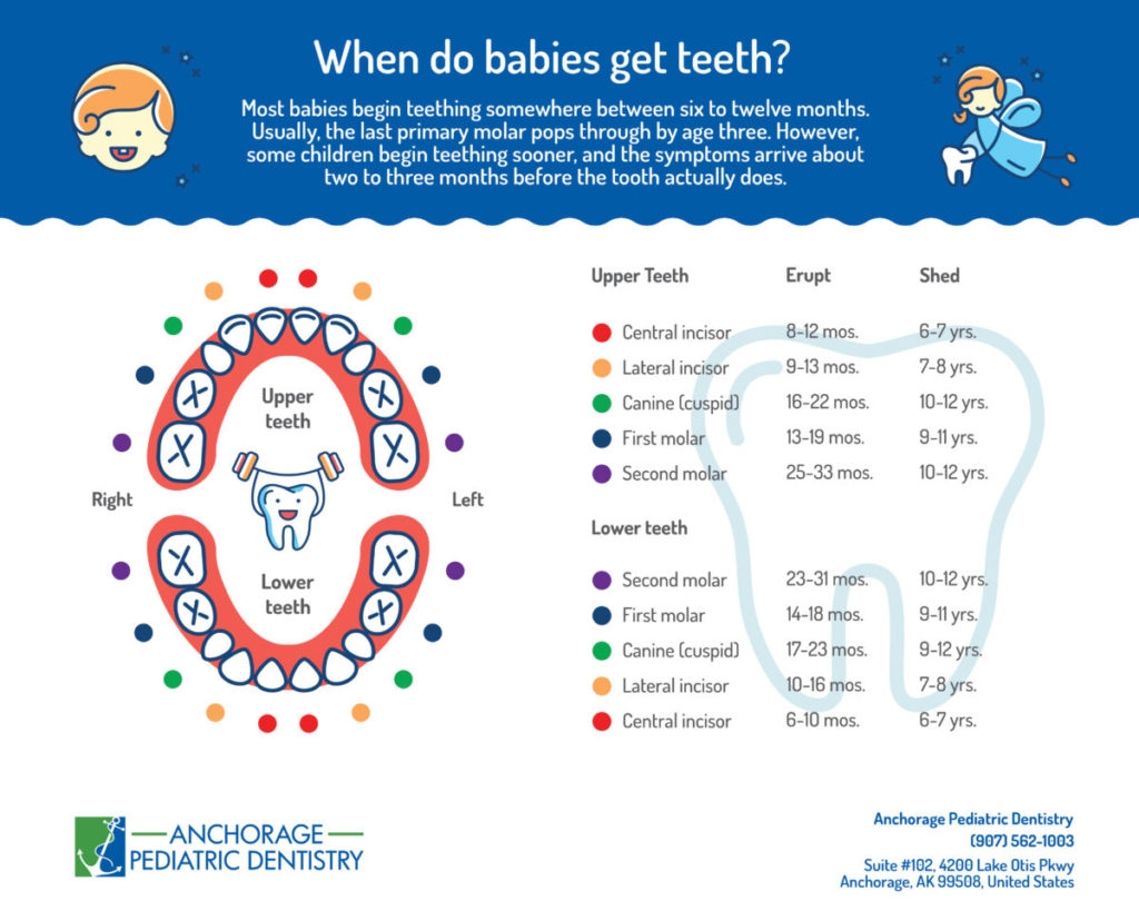 Printable Baby Tooth Chart