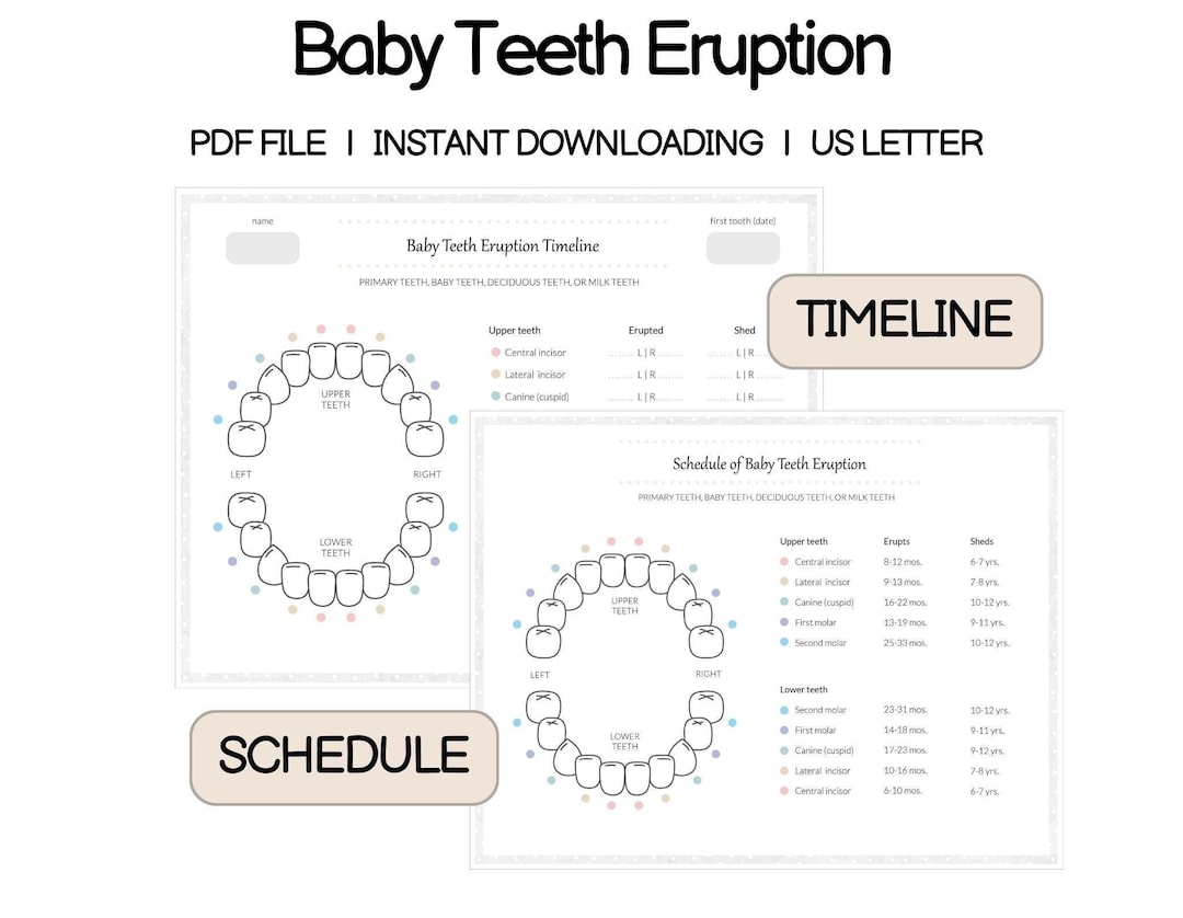 Baby Teeth Eruption Chart Printable