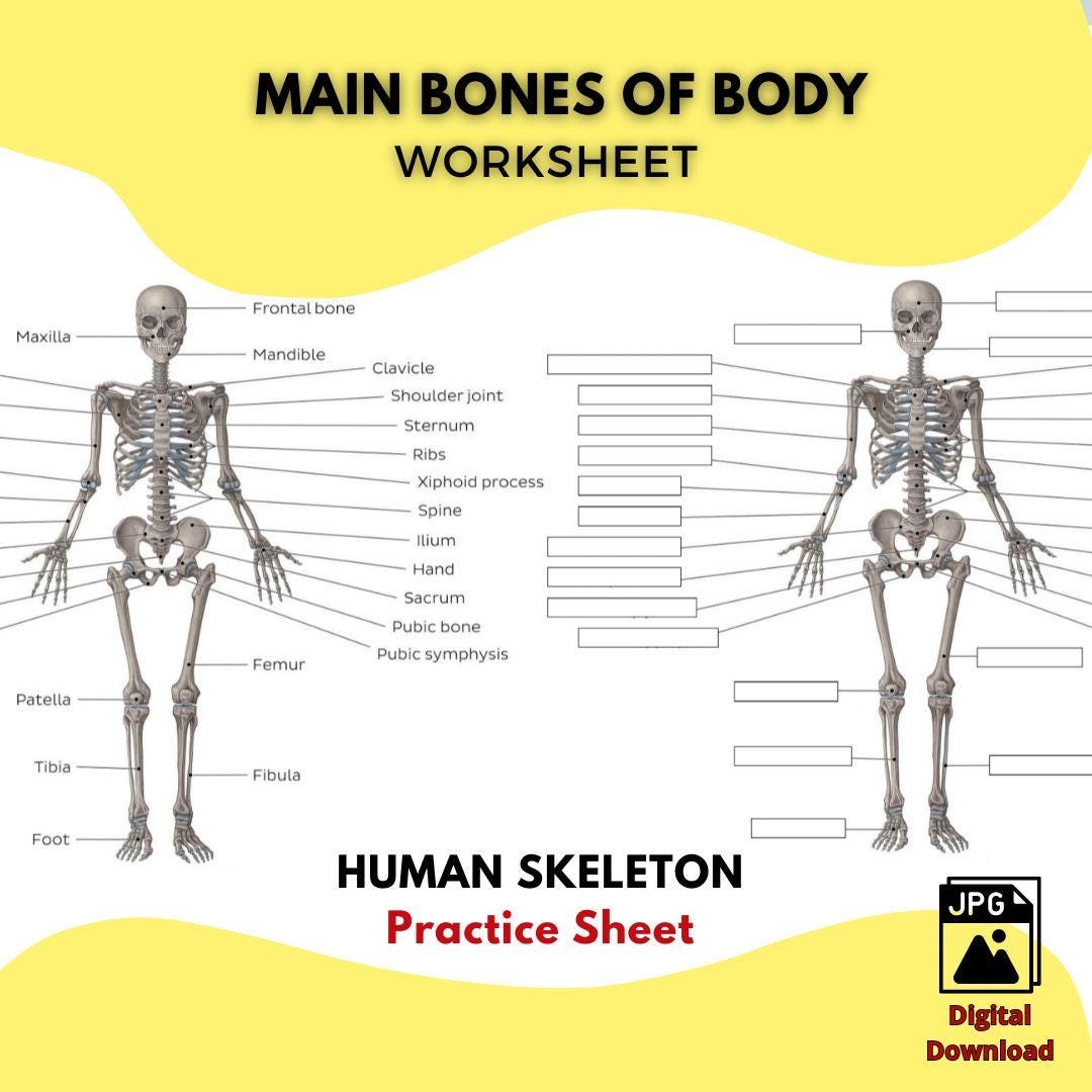 Printable HUMAN SKELETON Worksheet Main Bones Of The Body Study Guide High Quality JPG File Anatomy Practice Sheet Labeled Unlabeled Etsy
