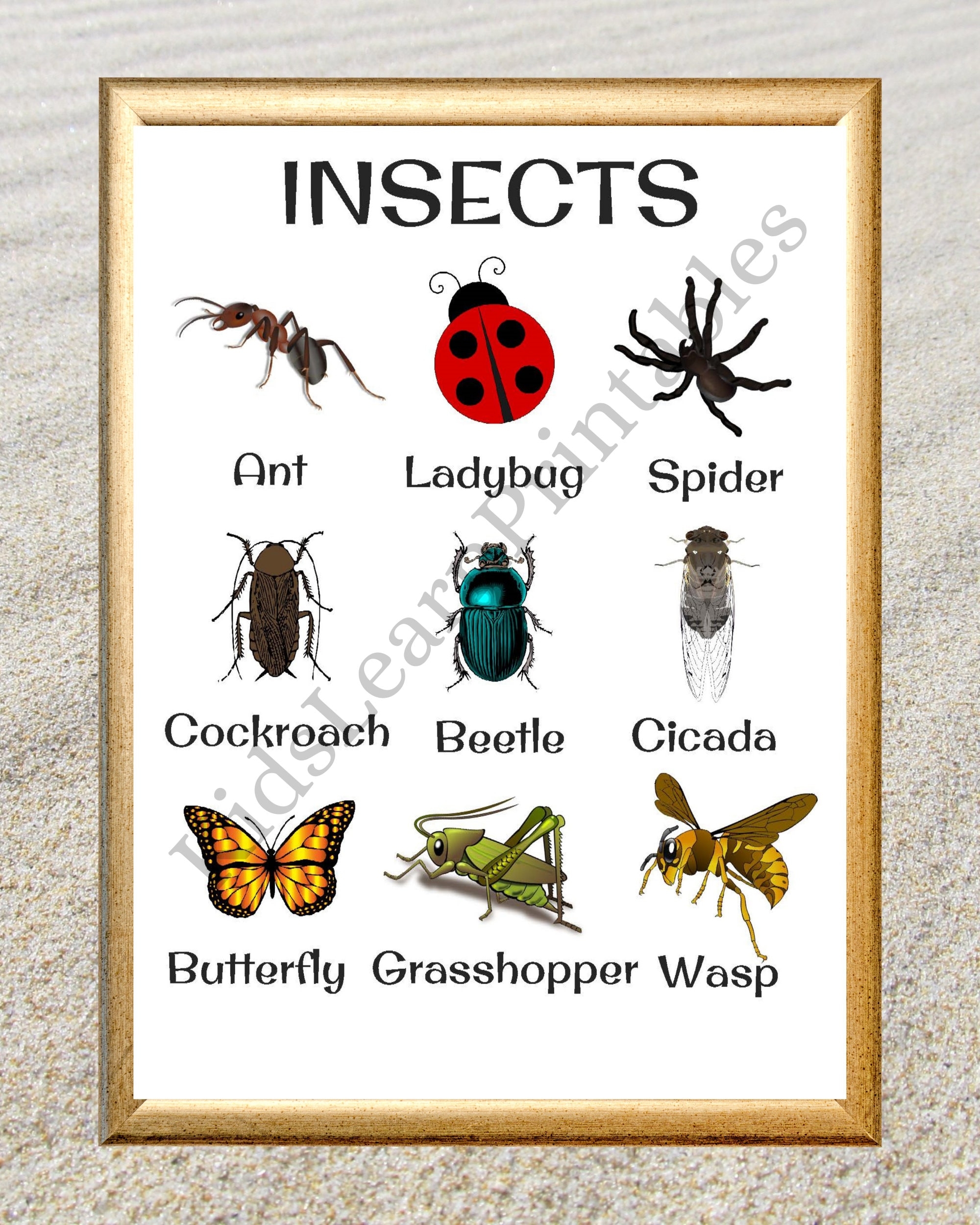 Printable Insects Words Chart Educational Home Learning 8 5 X 11 Inch Instant Download PDF Etsy Denmark
