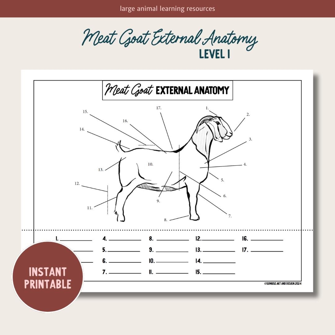 PRINTABLE Meat Goat External Anatomy Level 1 Etsy