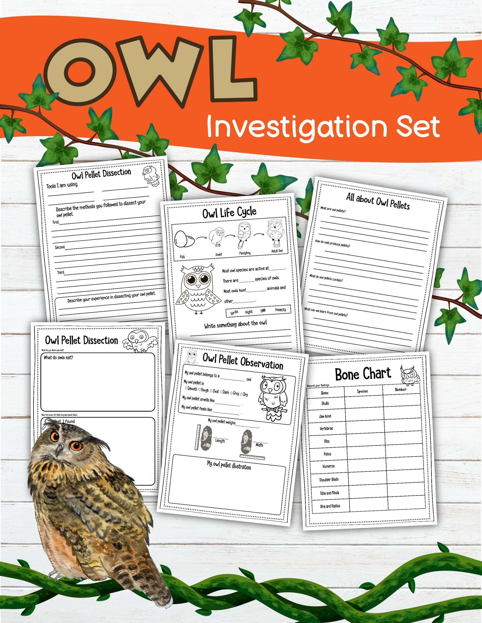Printable Owl Pellet Chart