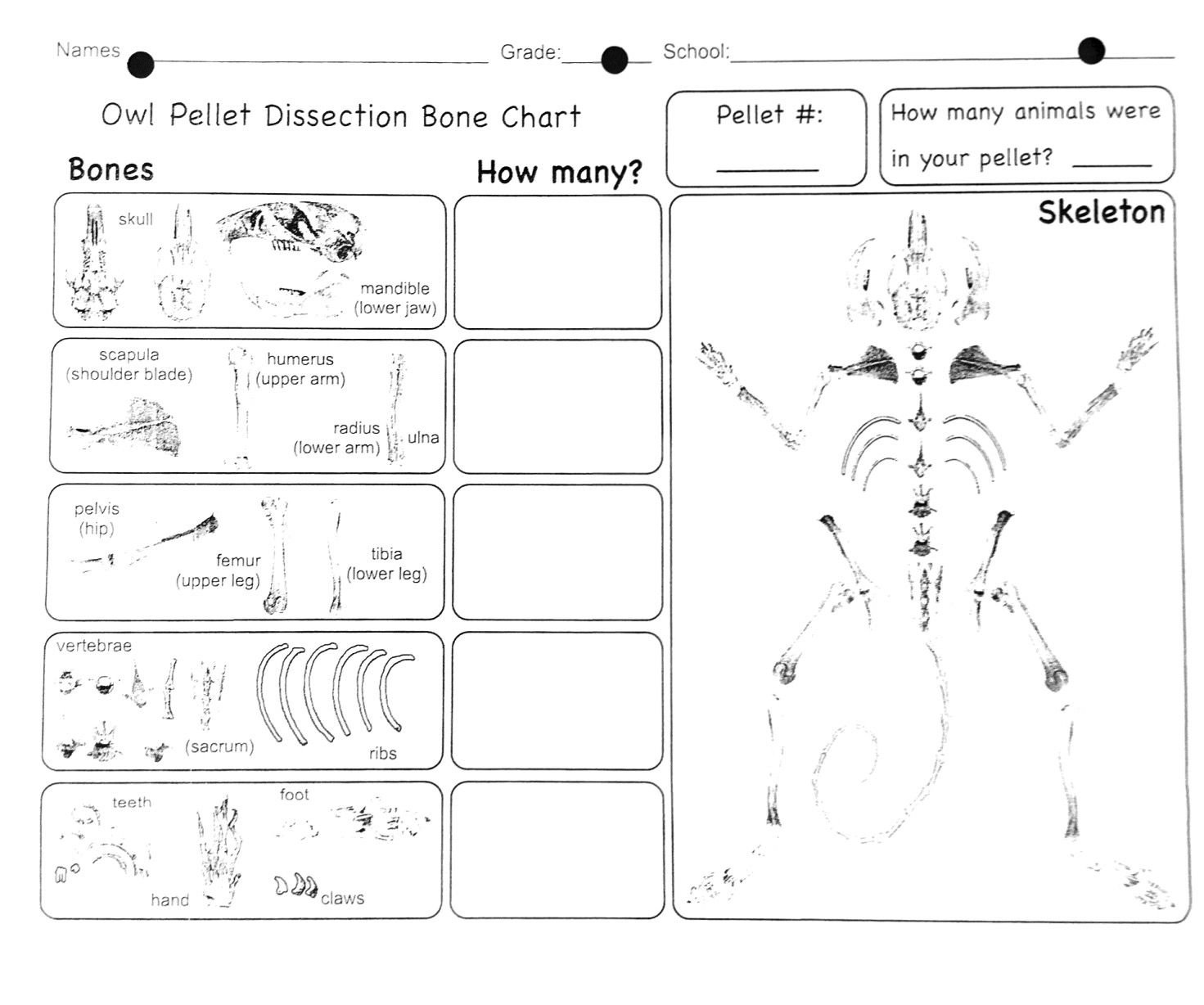 Set Of 10 With Bone Chart For Smoking Owls And Owl Pellet Dissection Resource Guide With Multimedia Lesson Owl Pellets