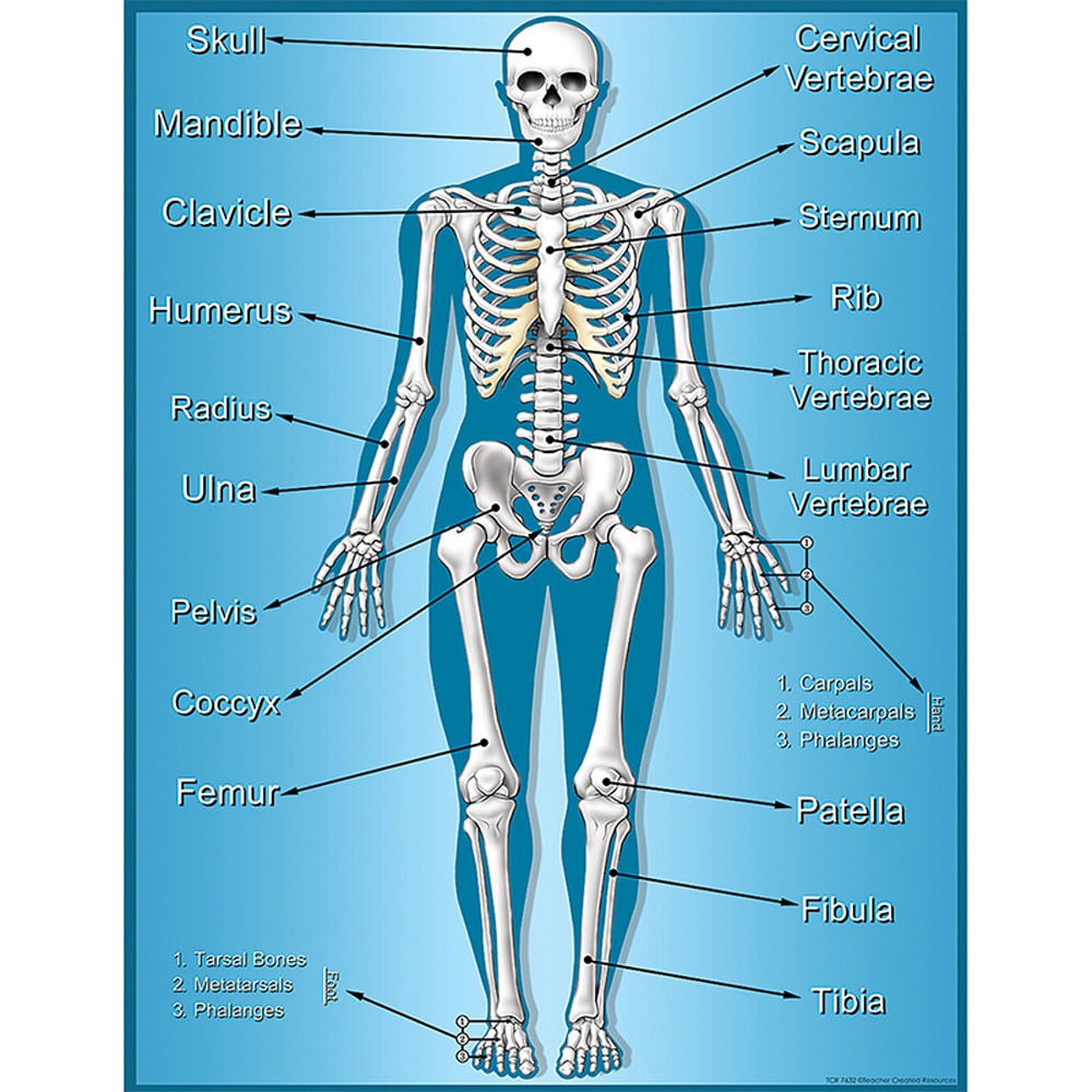 Human Skeleton Chart Printable