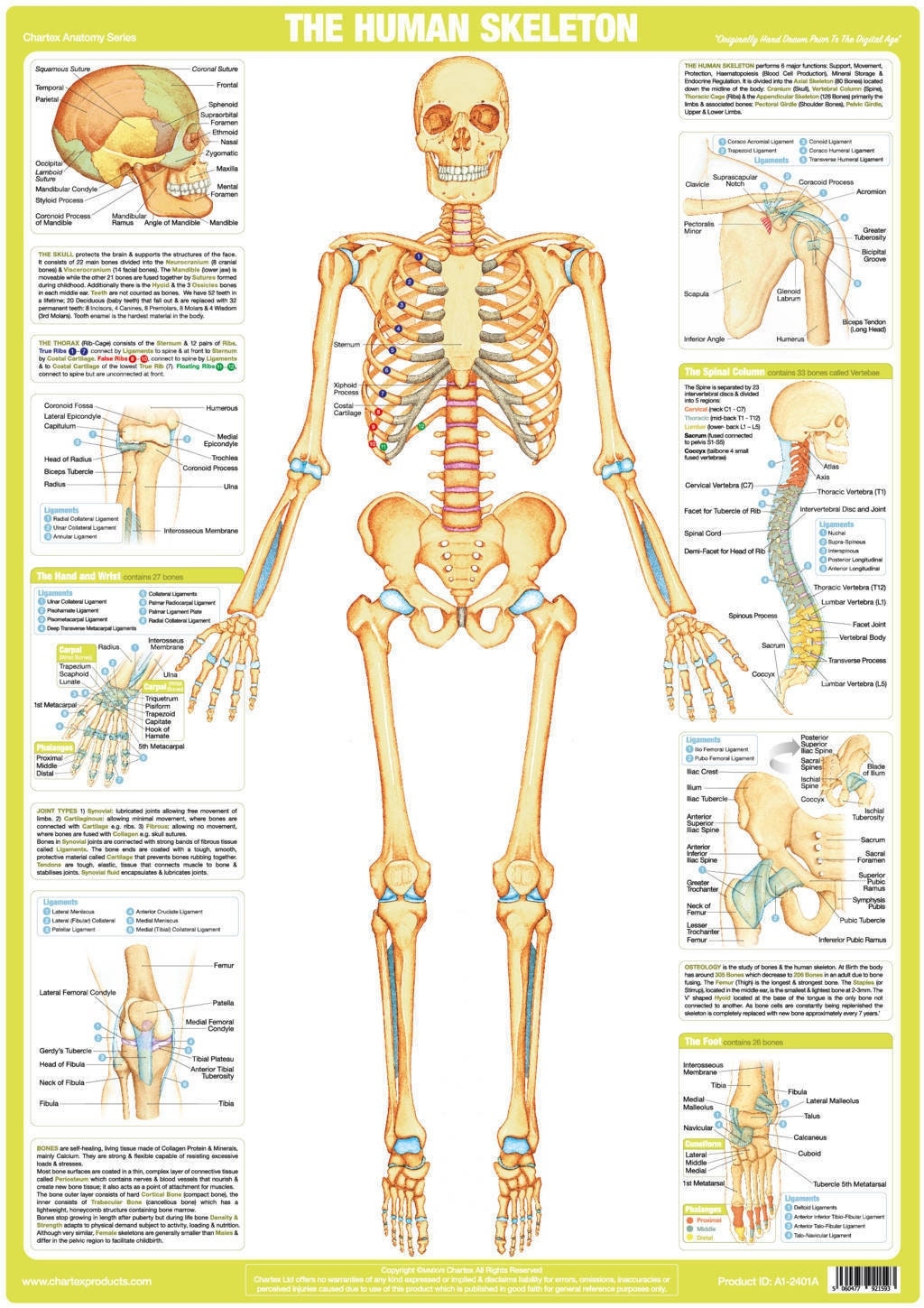 Printable Human Bone Chart