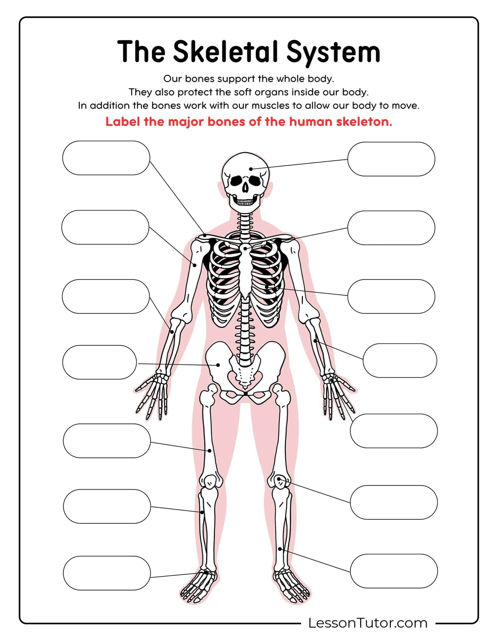 Skeleton System Worksheets Free Coloring Pages PDF Printables And Worksheets Lesson Tutor