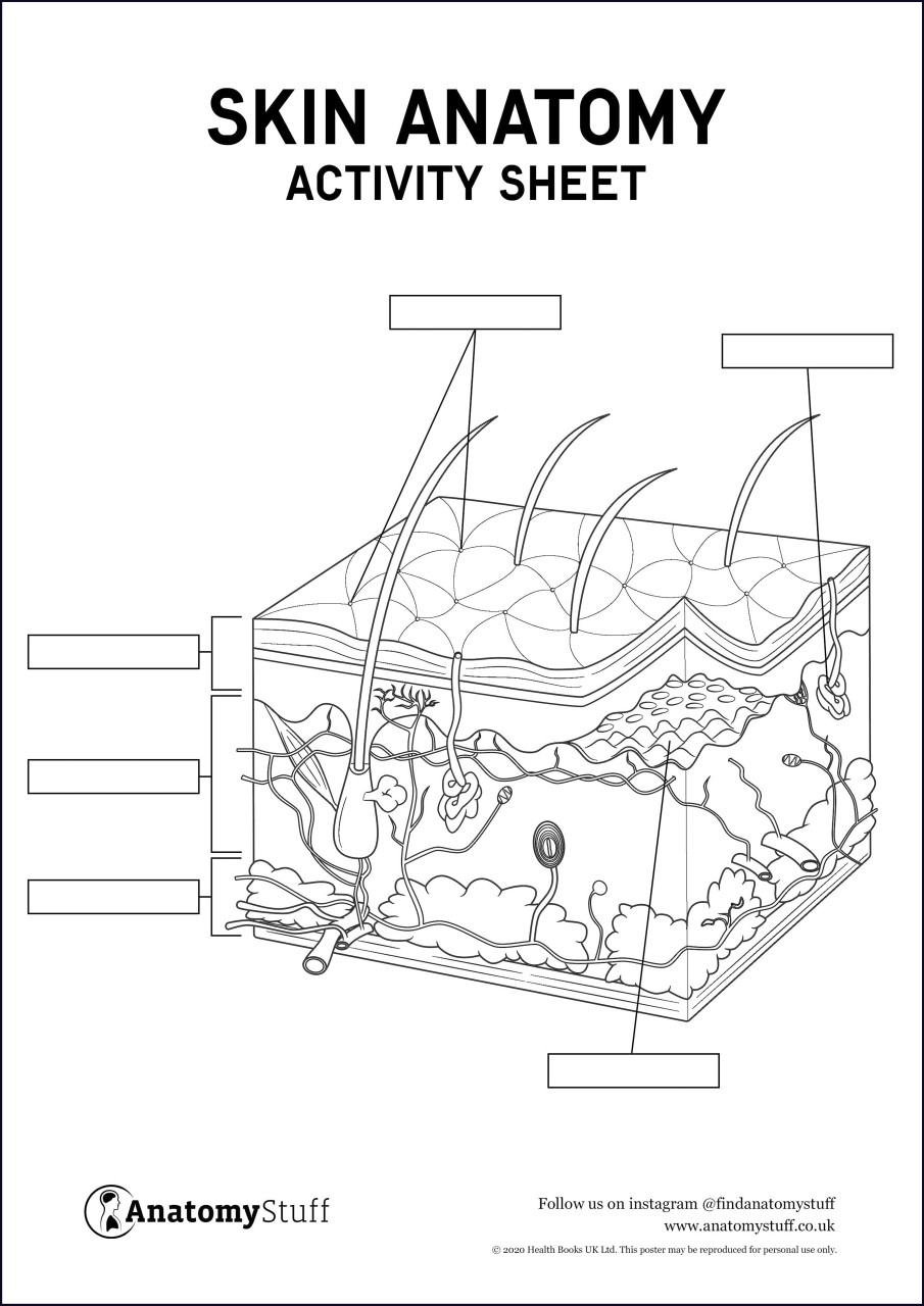 Skin Anatomy Activity Sheet PDF Worksheets Library Skin Anatomy Activity Sheet PDF Worksheets Library