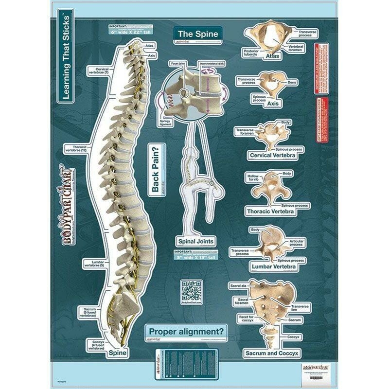 Spine Chart Labeled Removable Wall Graphic Chiro1Source Spine Chart Labeled Removable Wall Graphic Chiro1Source