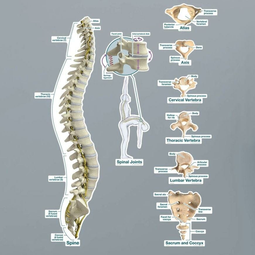 Spine Chart Labeled Removable Wall Graphic Chiro1Source Spine Chart Labeled Removable Wall Graphic Chiro1Source