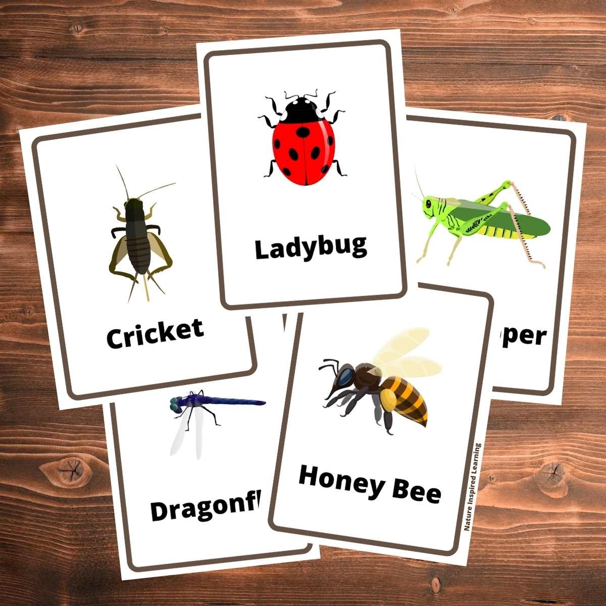 Printable Insects Chart