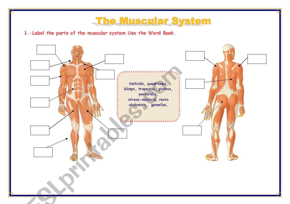 THE MUSCULAR SYSTEM ESL Worksheet By Refuerzo