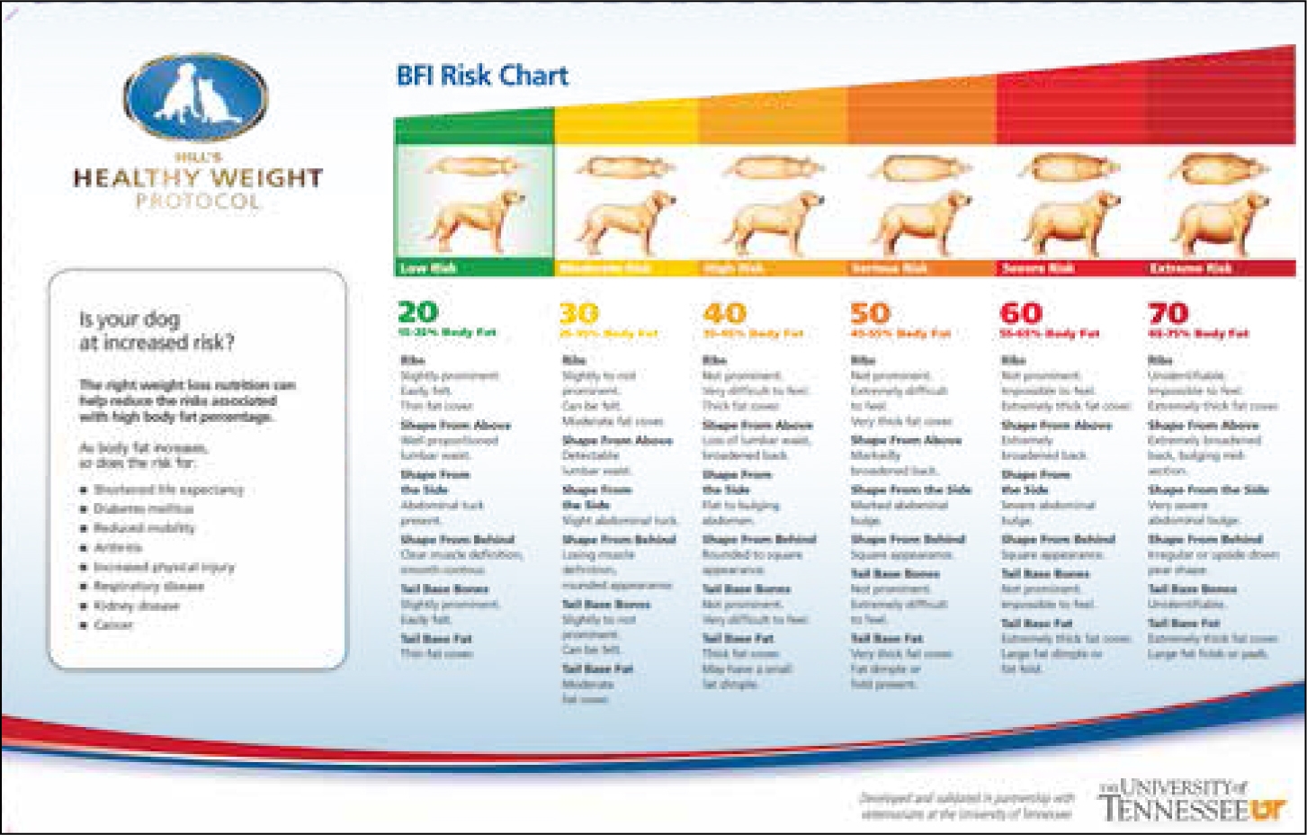 The Veterinary Nurse How To Approach Weight Loss In The Obese Canine The Veterinary Nurse How To Approach Weight Loss In The Obese Canine