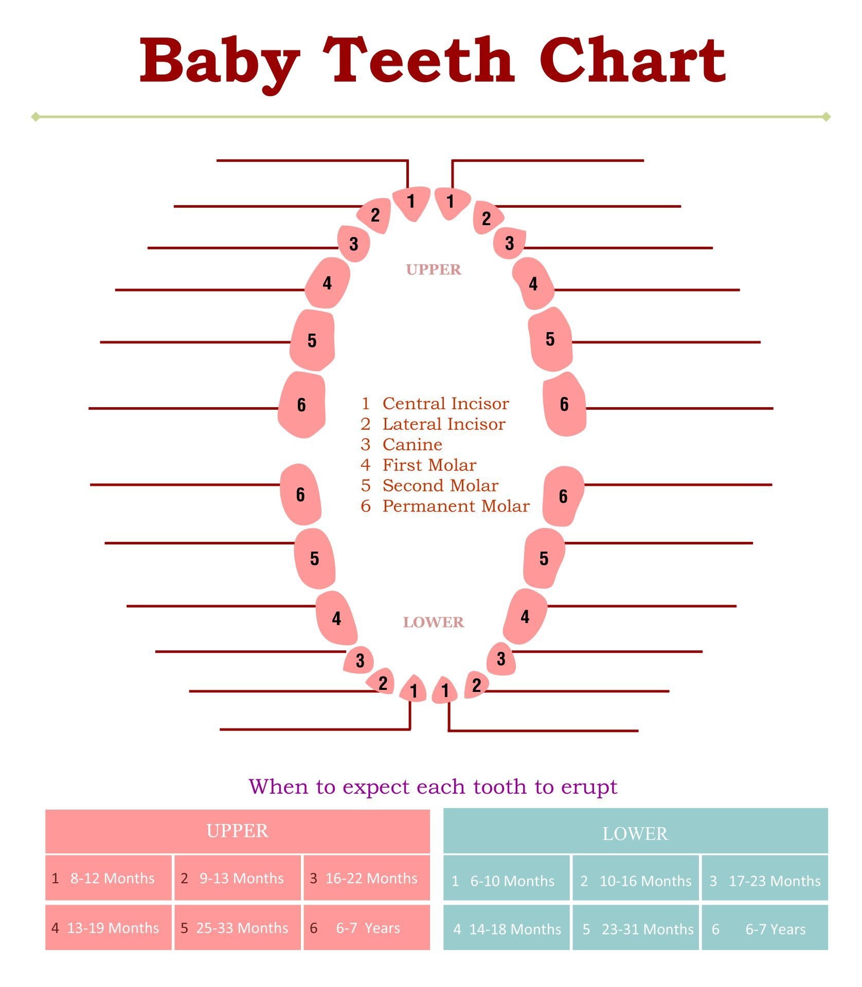 Child Tooth Chart Printable