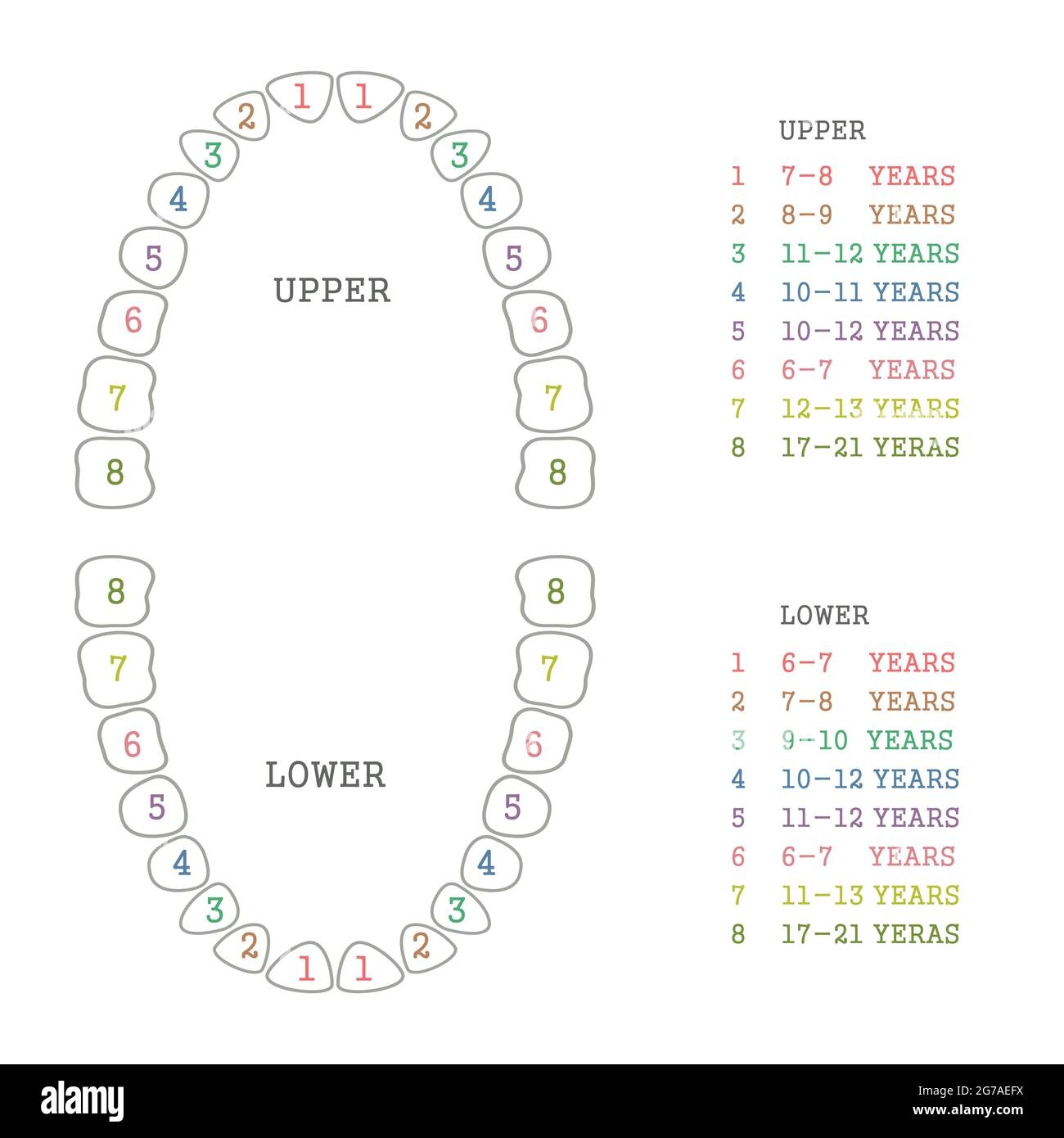 Teeth Number Chart Printable