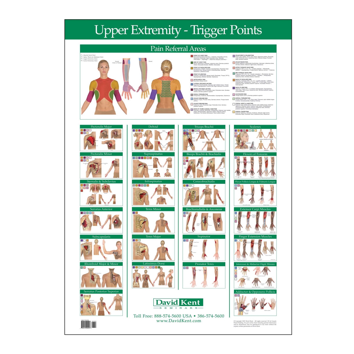 Trigger Point Chart Upper Extremity W41172UE Kent Health Systems Trigger Point Chart Upper Extremity Th rapie Librairie 3B Scientific