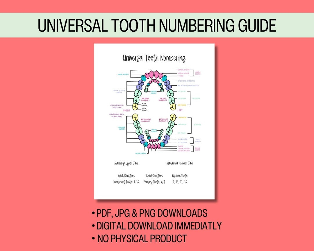 Universal Tooth Numbering Chart Available As Instant Digital Download For Dental Hygienists Assistants Students Can Be Printed Or Digital Etsy