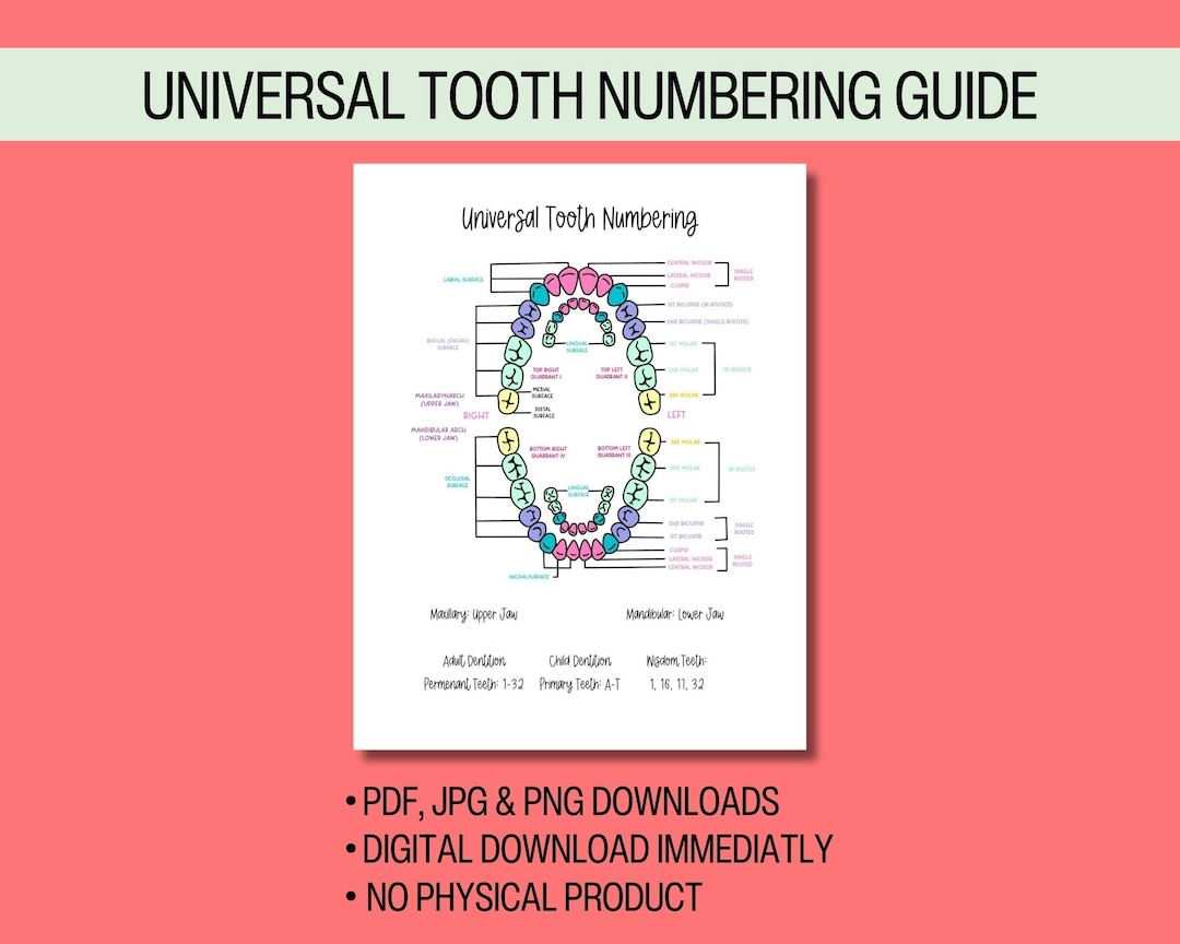 Universal Tooth Numbering Chart Available As Instant Digital Download For Dental Hygienists Assistants Students Can Be Printed Or Digital Etsy