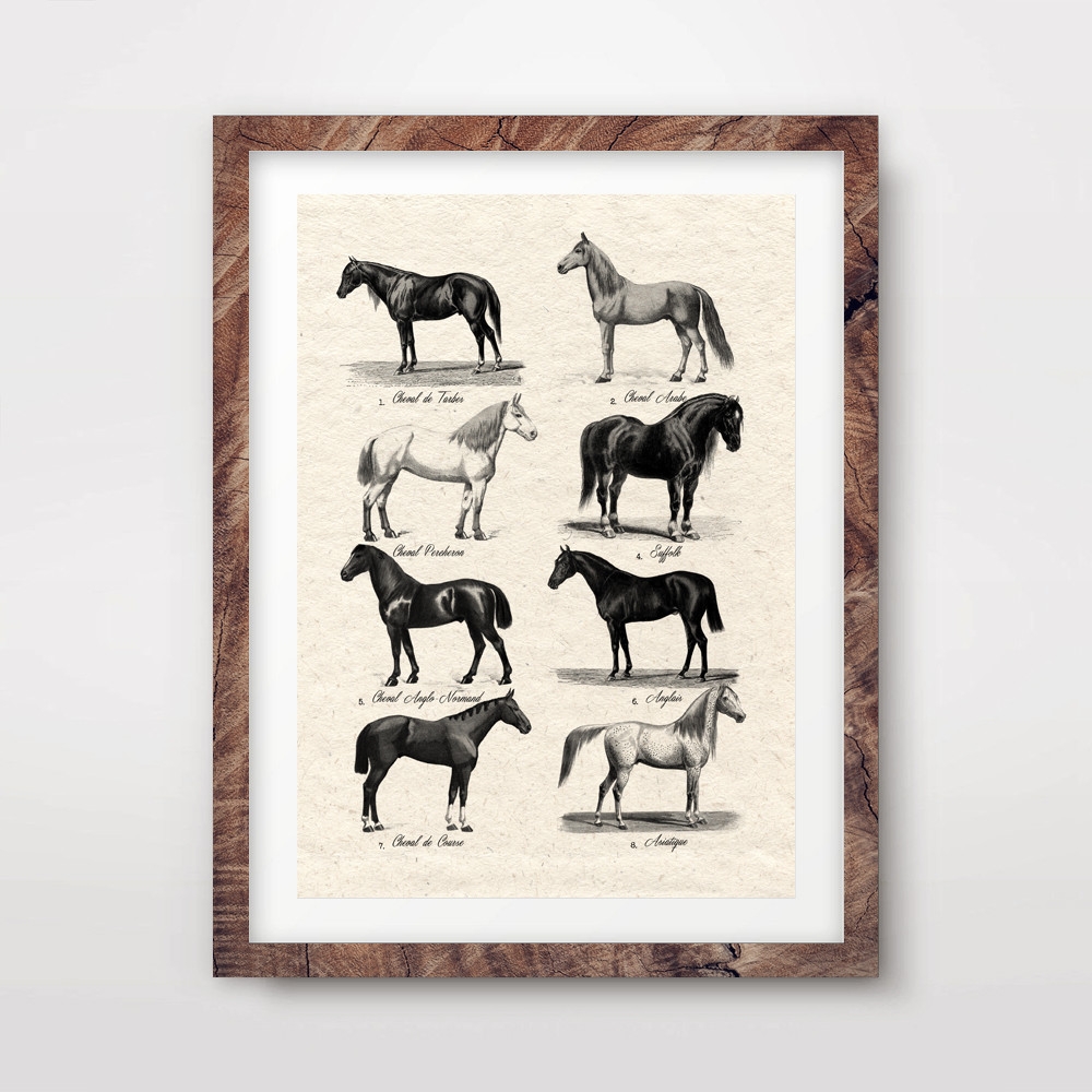 VINTAGE HORSE BREEDS CHART ART PRINT Countryside Poster Equestrian Wall Farmer EBay