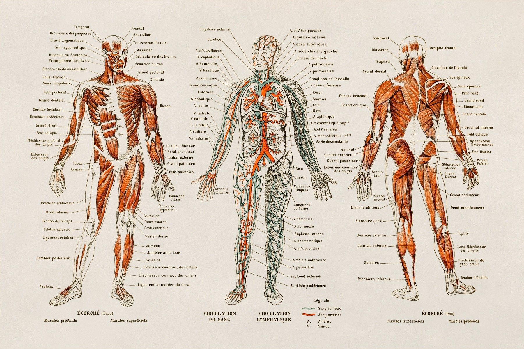 Free Printable Human Anatomy Charts Free Printable Human Anatomy Charts