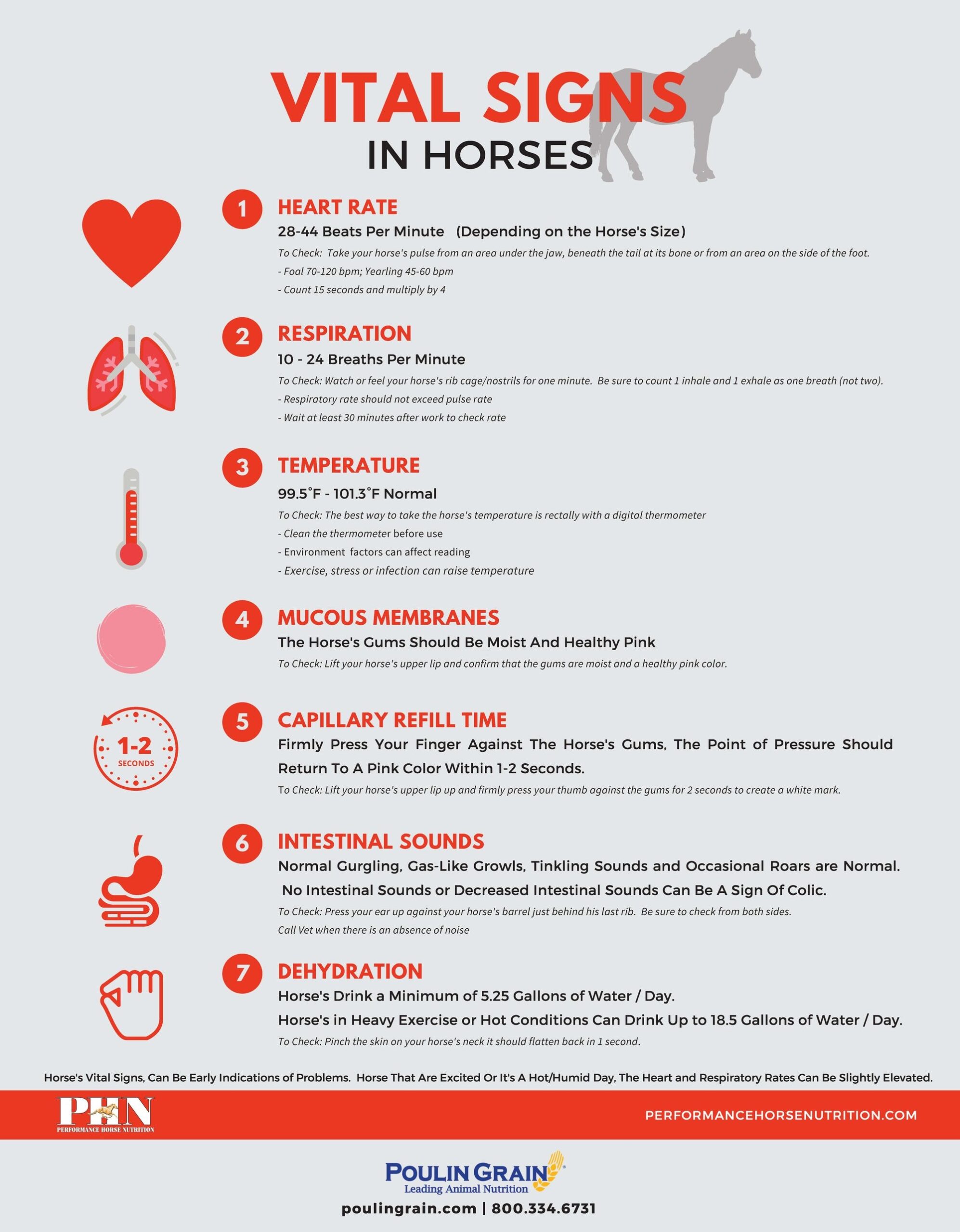 Vital Signs In Horses