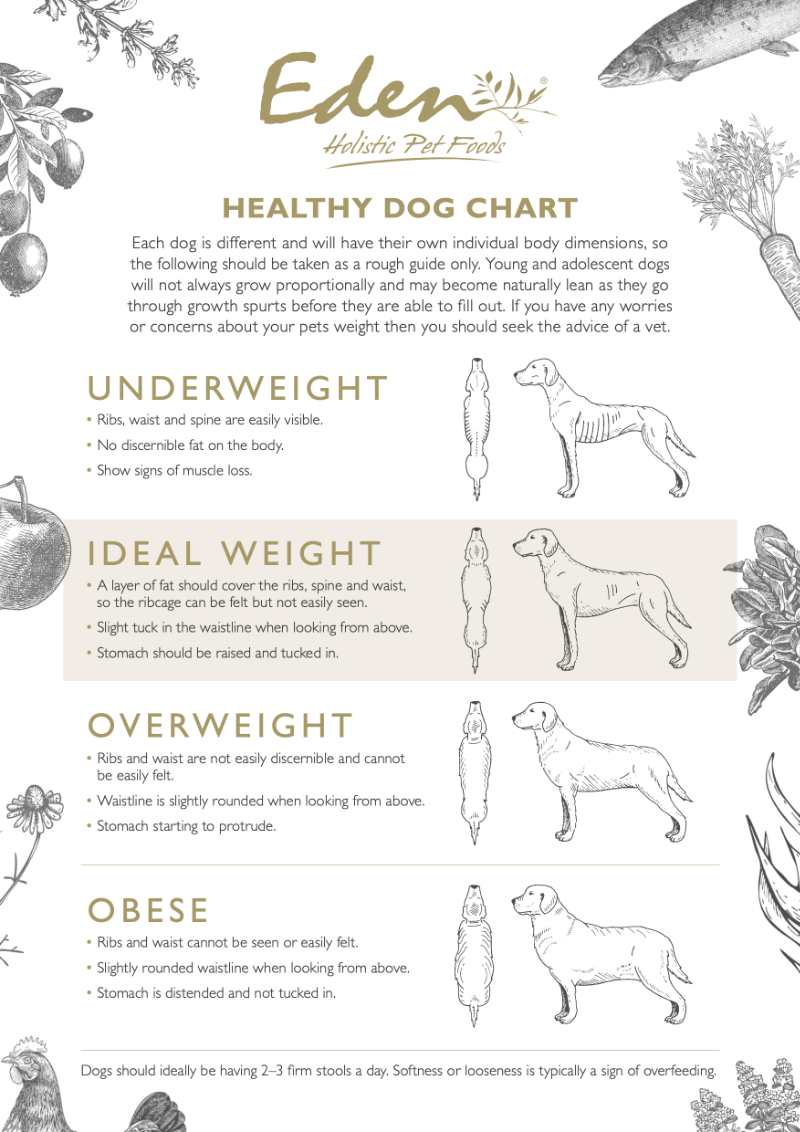 Weight Management With Eden Holistic Pet Foods Eden Holistic Pet Foods Weight Management With Eden Holistic Pet Foods Eden Holistic Pet Foods